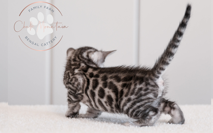 Bengal kitten for sale
